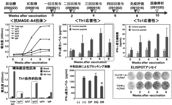 図 8 MEGE A4 H/K HELP がんワクチン投与による免疫応答の評価