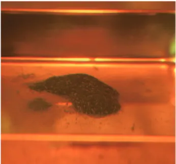 Figure 6   Under 500   m of powdered fuel after sieving01000020000300004000050000600007000080000010203040506070 80Aging variationIntegrated value85Kr count (cpm)Time (min)JAEA-Research 2012-009  12  -JAEA-Research 2012-009 13 