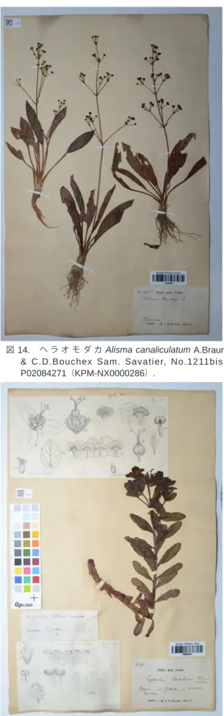 図  14.   ヘ ラ オ モ ダ カ  Alisma canaliculatum A.Braun 