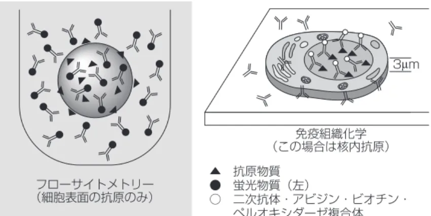 図 2.  浮遊細胞（フローサイトメトリー）と組織切片（免疫組織化学）に おける，抗体による抗原認識部位の違い．フローサイトメトリーでは検出 目的の物質（＝マーカー＝抗原）に特異的な抗体に蛍光色素が直接標識さ れており，免疫組織化学ではその次にビオチン標識した二次抗体，最後に アビジン・ビオチン・ペルオキシダーゼ（POX）複合体を反応性させる方 法が一般的である． フローサイトメトリー （細胞表面の抗原のみ） 免疫組織化学 （この場合は核内抗原） 3μm▲ 抗原物質● 蛍光物質（左）○ 二次抗体・アビジン・