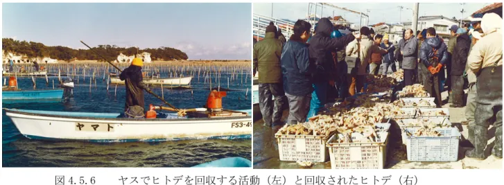図 4.5.6    ヤスでヒトデを回収する活動（左）と回収されたヒトデ（右）  写真提供：福島県相馬双葉漁協松川支所    ナルトビエイは瀬戸内海を中心に西日本各地に 2000 年頃から出現し始めた二枚貝類を 専門に食べる魚類です。本種の出現によって西日本各地の二枚貝類の資源は壊滅的な打撃 をこうむっています。本種は亜熱帯海域から熱帯域に生息するエイ類で近年のわが国沿岸 の水温上昇がナルトビエイの資源増加を招いたと推測されています。ナルトビエイについ ては刺網によって漁獲しています（図 4.5.7）。  
