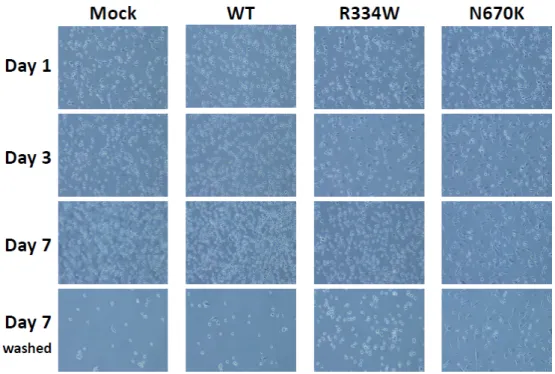 Figure 1. No altered mRNA expression of proinflammatory cytokines in mutant NOD2-expressing THP-1 derivatives