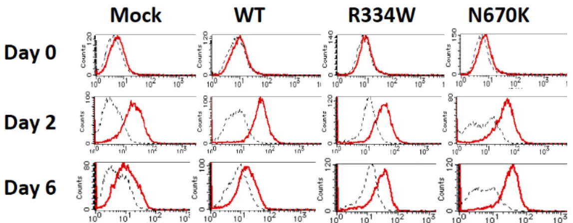 Figure 2. Long-term attachment of mutant NOD2-expressing THP-1 derivatives after PMA  stimulation