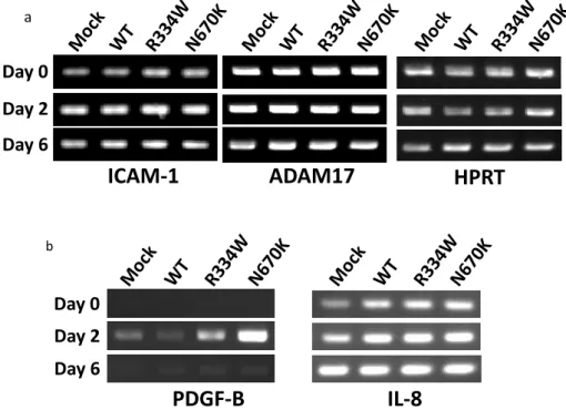 Figure 4. No altered ICAM-1 or ADAM-17 mRNA expression but a transient PDGF-B mRNA expression in PMA-stimulated mutant NOD2-expressing THP-1 derivatives