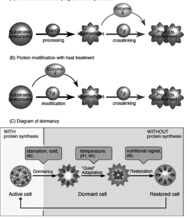 Fig. 3. Scheme for Activity of the Protein Modiˆcation System in Dormant Cells