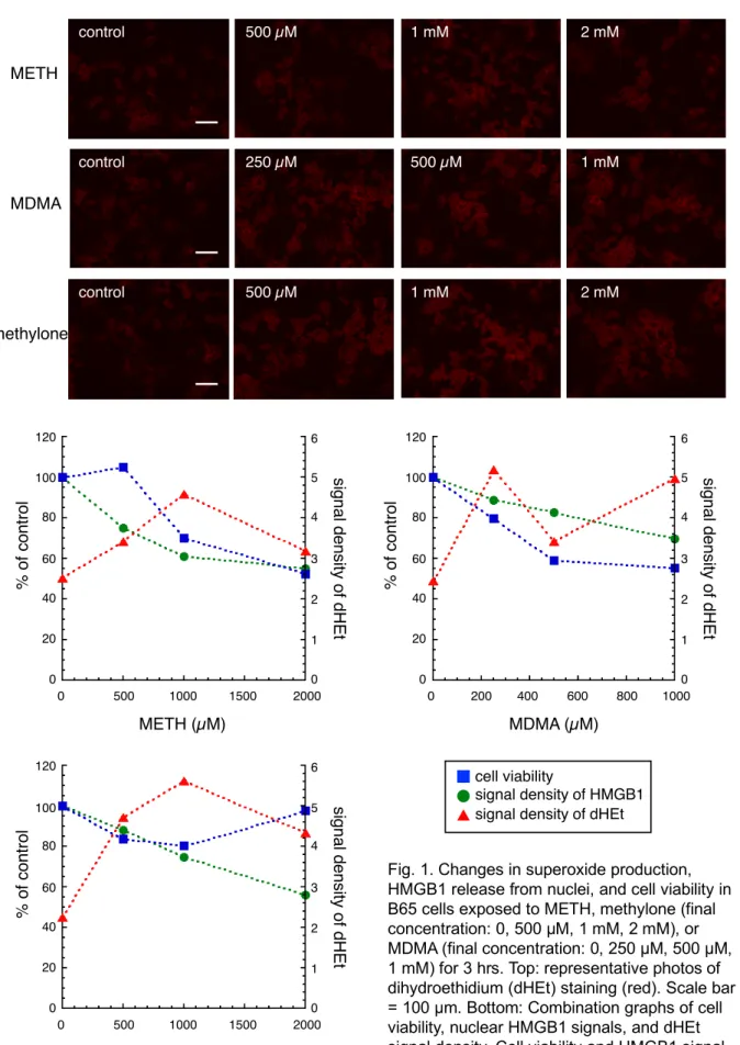 Fig. 1. Changes in superoxide production,  HMGB1 release from nuclei, and cell viability in  B65 cells exposed to METH, methylone (final  concentration: 0, 500 µM, 1 mM, 2 mM), or  MDMA (final concentration: 0, 250 µM, 500 µM,  1 mM) for 3 hrs