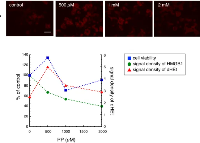Fig. 4. Changes in superoxide production, HMGB1 release from nuclei, and cell viability in B65 cells exposed  to PP (final concentration: 0, 500 µM, 1 mM, 2 mM) for 3 hrs