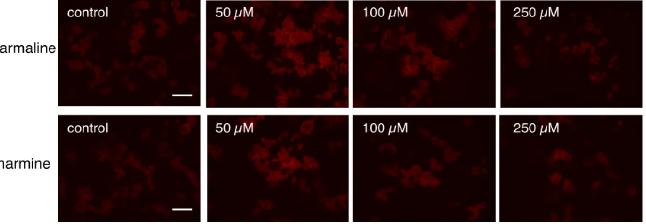 Fig. 6. Changes in superoxide production, HMGB1 release from nuclei, and cell viability in B65 cells exposed  to harmaline or harmine (final concentration: 0, 50, 100, 250 µM) for 3 hrs
