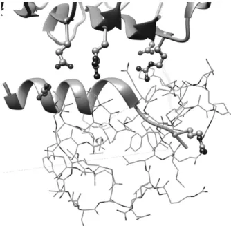 Figure 6　  Charged  residues  of  IGF-1R  in  interaction  sites  between  IGF-1  and  IGF-1R 8）   (drawn  by  the  ball  &amp;  stick  model）