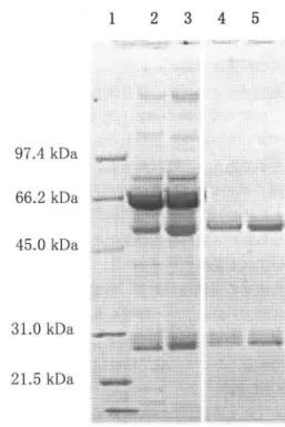 Fig.  2.  SDS-PAGE  pattern  of purified  IgG  with  2-ME.