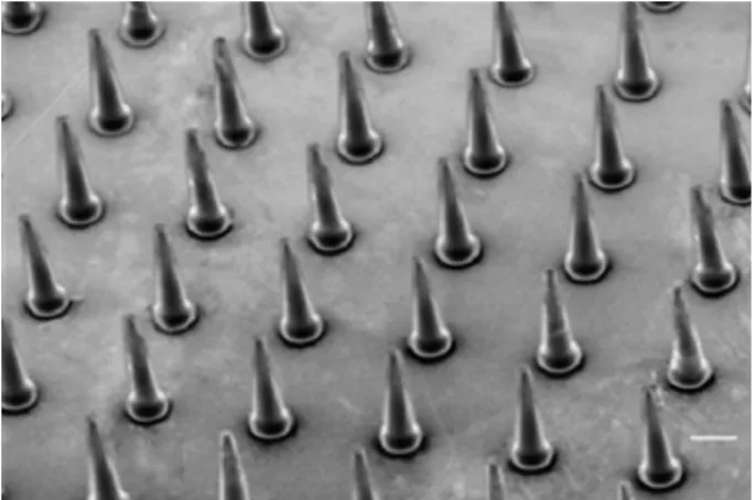 Fig. 1. Scanning Electron Micrographs of a Section Contain- Contain-ing Insulin-loaded Hyaluronic Acid Microneedle Arrays with Lengths of 800 mm, and Diameters of 160 mm at the Base and 40 mm at the Tip Bar＝200 mm.レシンなどの吸収性を顕著に増大させることが報告されている．11,13)一方，生体内分