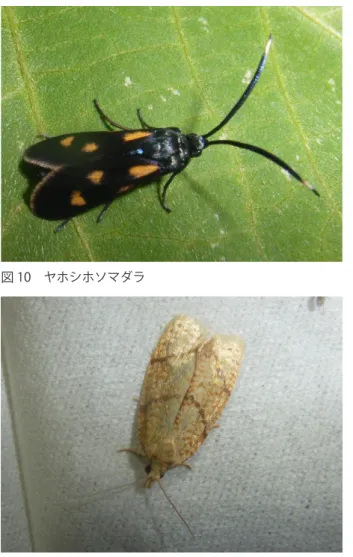 図 11　ウスアミメキハマキ