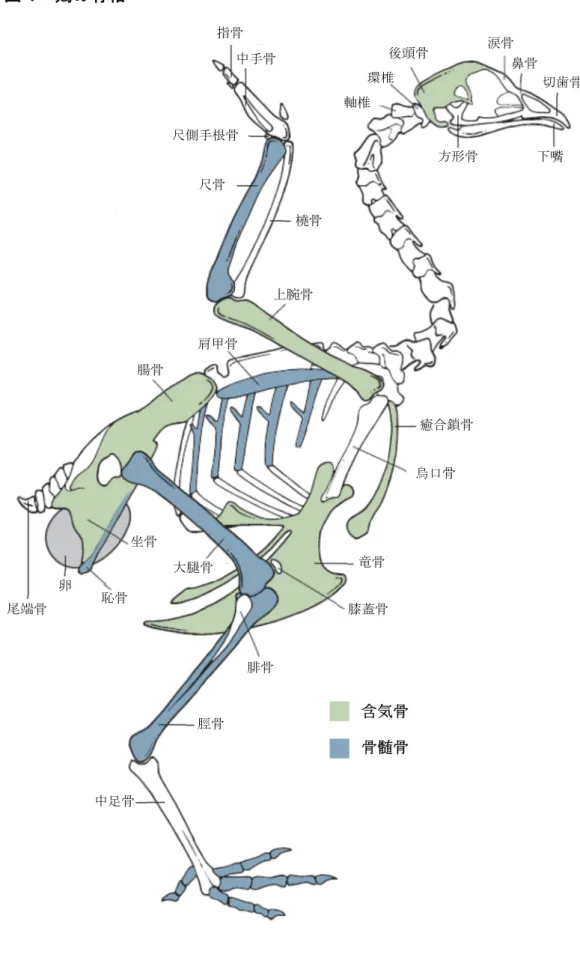 図 1 鶏の骨格 涙骨 鼻骨 切歯骨後頭骨環椎指骨中手骨 軸椎 橈骨 肩甲骨 腸骨 烏口骨 膝蓋骨坐骨大腿骨尾端骨恥骨 含気骨 骨髄骨上腕骨 下嘴方形骨尺側手根骨尺骨竜骨腓骨卵癒合鎖骨脛骨 中足骨