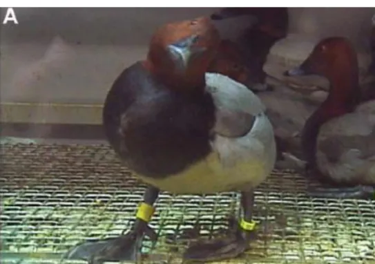 図 IV-4  H5N1 亜型鳥インフルエンザウイルスに感染した野鳥の症状や病変の例 