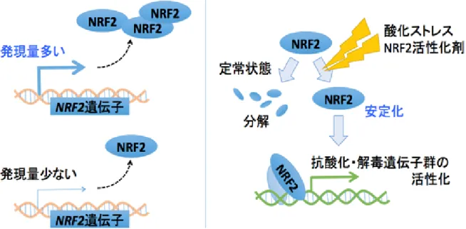 図 1 転写因子 NRF2 の働きとその活性を規定する要因 転写因子 NRF2 は、 DNA に結合して抗酸化タンパク質や解毒酵素の遺伝子群の発現を上昇さ せことで、細胞を酸化ストレスや毒物から守る働きを持つ。 NRF2 の働きの強さ（活性）には、 NRF2 遺伝子の発現量と、 NRF2 タンパク質の安定性が関係している。 NRF2 遺伝子の発現量 には、 NRF2 遺伝子プロモーター領域の一塩基多型が影響している。 NRF2 タンパク質の安定 性には、酸化ストレスなどの刺激の有無が関係している。 図 2 
