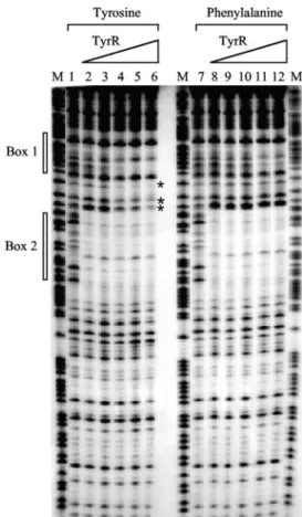 TABLE 3. Effect of TyrR box mutations on folA activation