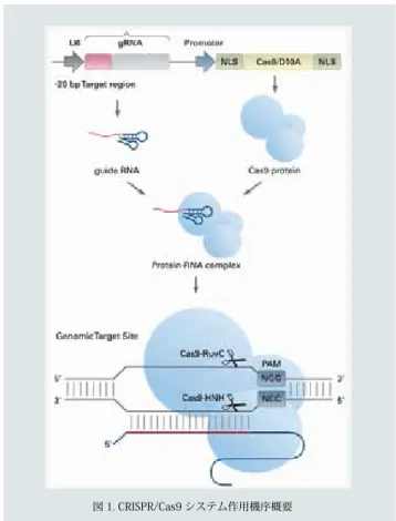図 1. CRISPR/Cas9 システム作用機序概要