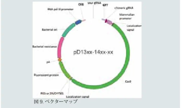 図 8. DAUGHTER ベクタークローニングサイト