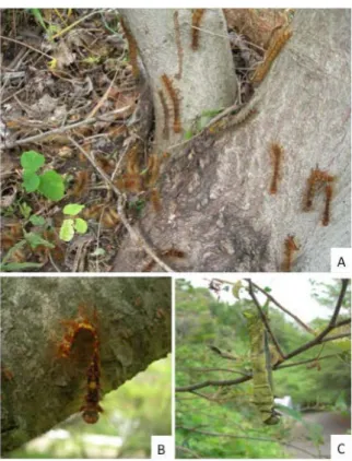 Fig. 1. Gypsy moth larva dead on lower portion of  tree trunks. 
