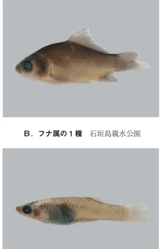 図 版2.2011年9月 に 記 録 さ れ た 陸 水 性 魚 類