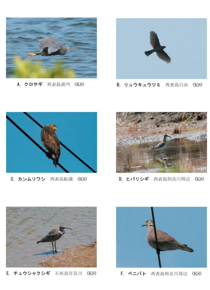 図 版3.2011年9月 に記 録 され た 鳥 類