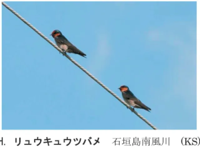 図 版4.2011年9月 に 記 録 さ れ た 鳥 類