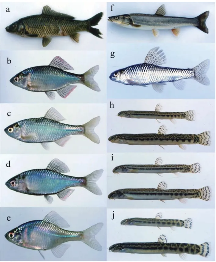 Fig. 1.  ⒜   （KUN-P 42110）,  ⒝   （KUN-P 42084）,  ⒞   （KUN-P 41915）,  ⒟   （KUN-P 41895）,  ⒠ 