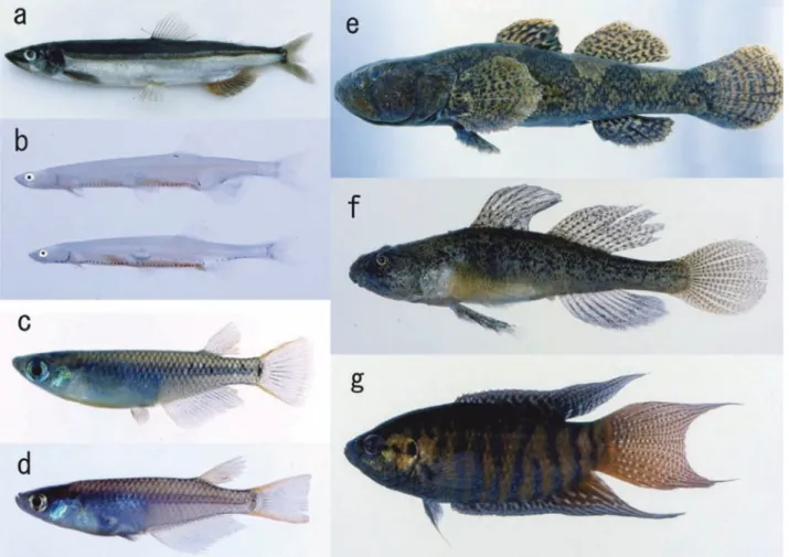 Fig. 2.  ⒜   （KUN-P 41764）, ⒝   （KUN-P 41930‒41931）, （c-d）   （c: Northern  population, KUN-P 41944; d: Southern population, KUN-P 41877）,  ⒠   （KUN-P 41792）,  ⒡ 