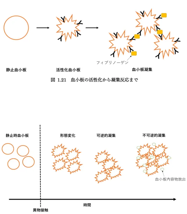 図  1.21  血小板の活性化から凝集反応まで 