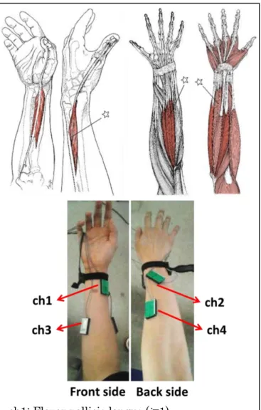 Figure 6 Positions of electrode ch1: Flexor pollicis longus (i=1) 