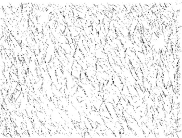 Fig. 3.17: 短直線マッチングによる皮溝抽出の結果例