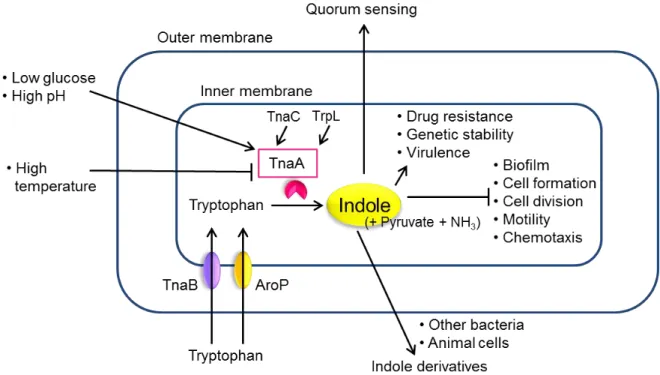 Fig. I-2. Indole biosynthesis and signaling pathway in E. coli. 