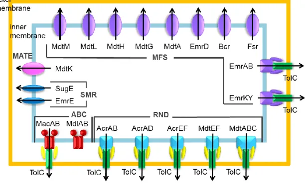 Fig. II-1. Xenobiotic efflux protein families in E. coli. 