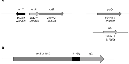 Fig. II-2. Characterization of AcrB-GFP and AcrD-GFP. 