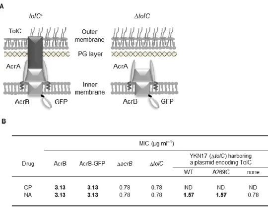 Fig. II-3. Design and MIC test of AcrB-GFP. 