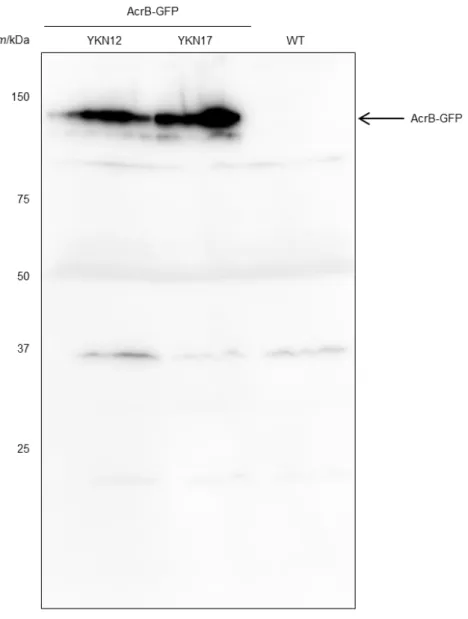 Fig. II-4. Detection of AcrB-GFP using immunoblotting.   