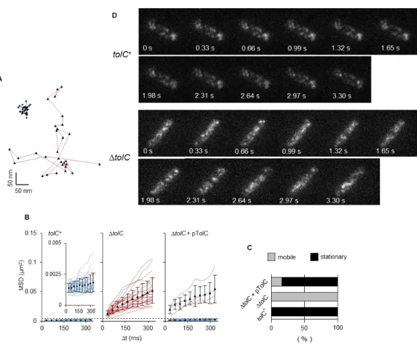 Fig. II-5. AcrB-GFP dynamics in the cytoplasmic membrane. 