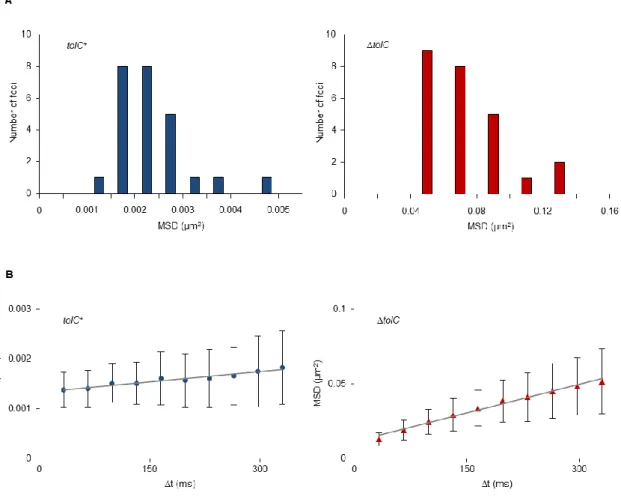 Fig.  II-6.  Tracking  AcrB-GFP  foci  and  calculation  of  their  mean  square  displacements  (MSD) in strains YKN12 and YKN17