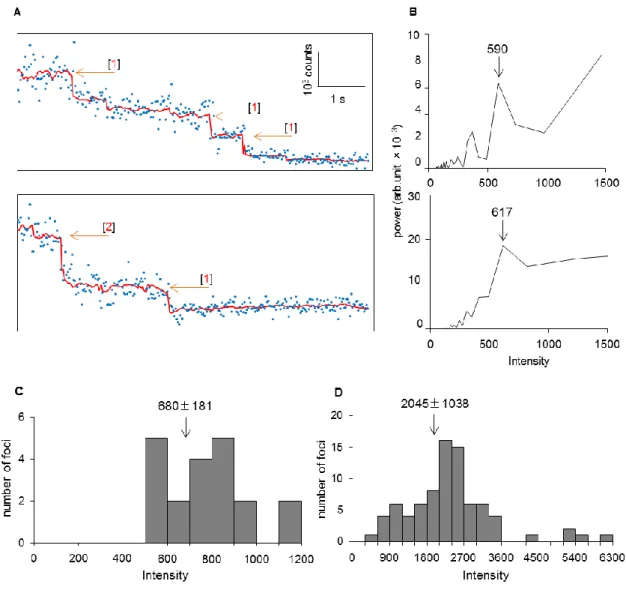 Fig. II-7. Trimeric nature of fixed AcrB-GFP foci in the presence of TolC. 