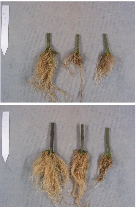 図 2-2  トマト分離菌株（Pythium sp.）のトマト接種株での根部病徴 
