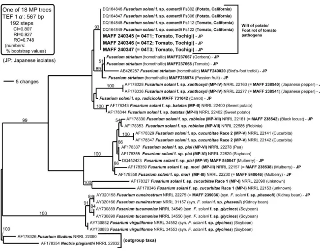 図 1-8  TEF-1α遺伝子の DNA 塩基配列に基づいた最大節約系統樹 