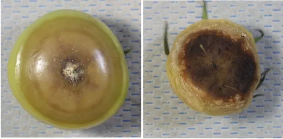 図 1-11  トマトフザリウム株腐病菌（ Fusarium solani  f. sp.  eumartii , 04T-2 菌株）を接種した  トマト果実での病徴（品種「麗容」） 