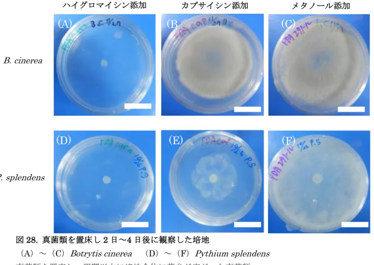 図 28.  真菌類を置床し 2 日～4 日後に観察した培地 