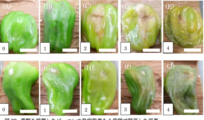 図 32.  菌類を接種したピーマンの発病程度を 5 段階で評価した写真  上段（A）～（E） Pectobacterium carotovoram