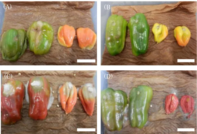 図 33.植物病原菌を接種したピーマンとハバネロ 
