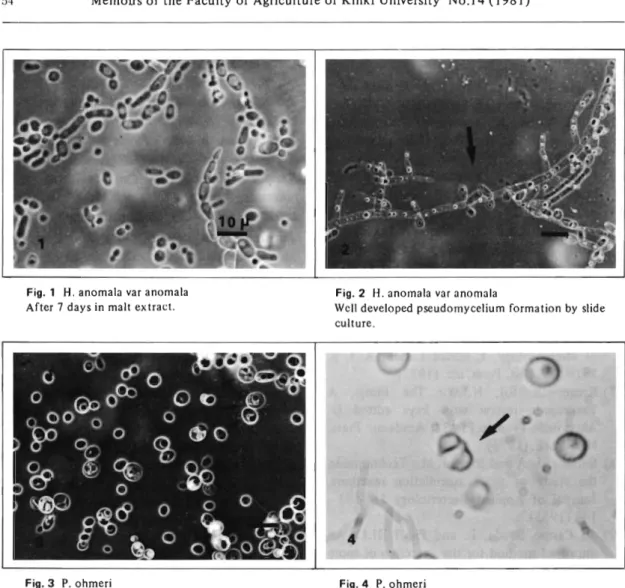 Fig.  1  H.  anomala  var  anomala  After 7  days in  malt  extract. 