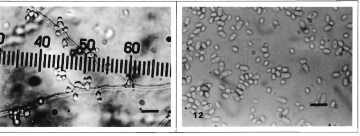 Fig.  10  Rhodosp. sphaerocarpum  