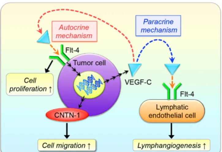 Figure 5. A schematic diagram demonstrating the VEGF-C/Flt-4 autocrine sys- sys-tem in OSCC cells