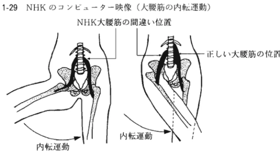 図 1 ‑ 2 9 N H Kのコンビュ ーター映像(大腰筋の 内転運動) NHK 大腰筋の間違い位置 正 しい大腰筋の位置 内転運動 図 1 ‑ 3 0 ( 表 1 ‑ 3 ) 股関節の内転に関与する筋肉とその比率(1 00mkp) a 大内転筋 ( 2 8 