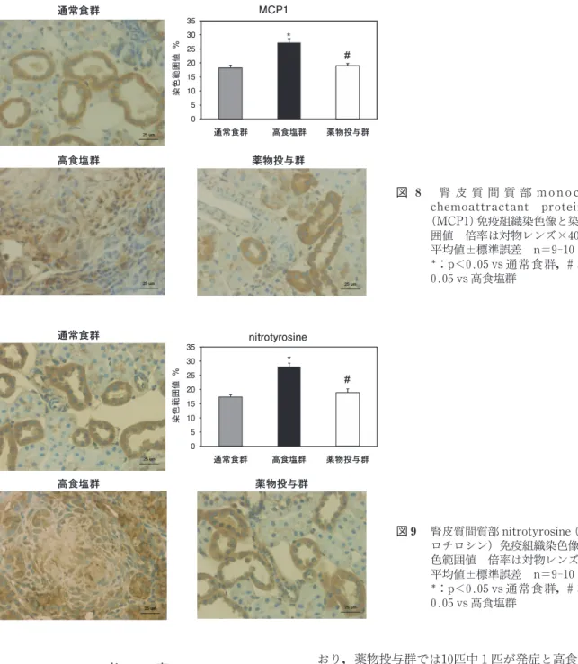 図 腎 皮 質 間 質 部 m o  n  o  c  y  t  e chemoat t ract ant  prot  ei n‑1